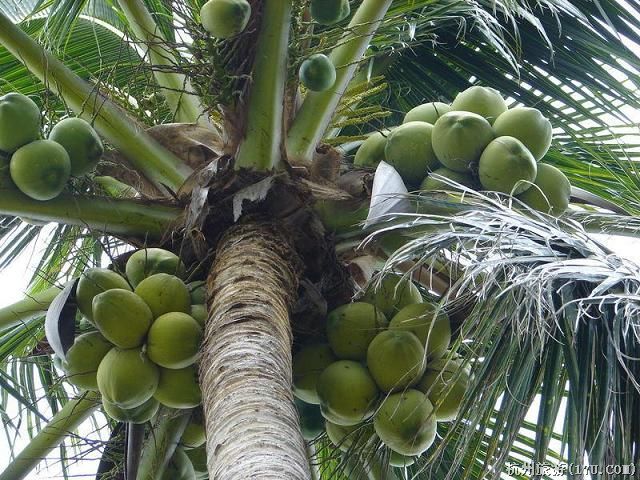 Coconut Tree